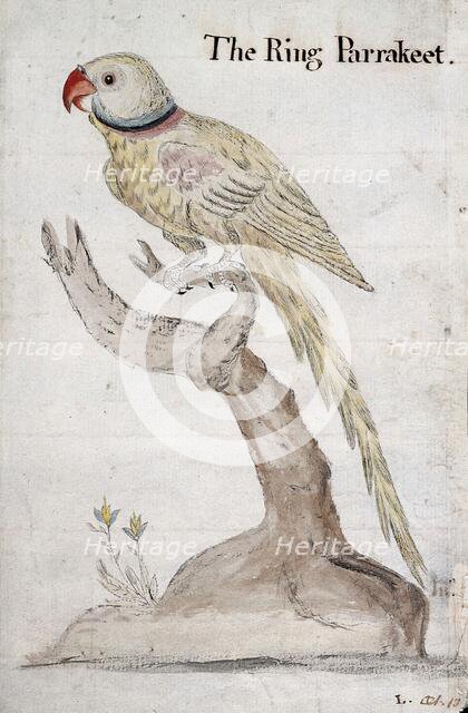 A ring-necked parakeet, 1757. Creator: John Coakley Lettsom.