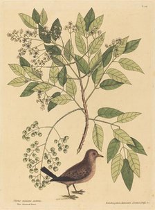 The Ground Dove (Columba passerina), published 1731-1743. Creator: Mark Catesby.