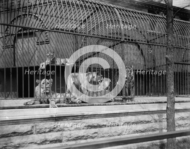 Lions and tigers in Lincoln Park, Chicago, The, c1901. Creator: Unknown.