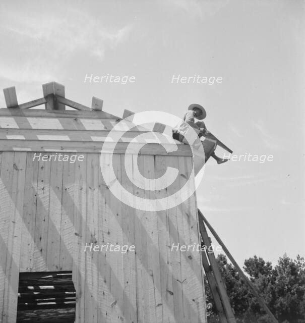 Building barn for tobacco, near Chapel Hill, North Carolina, 1939. Creator: Dorothea Lange.
