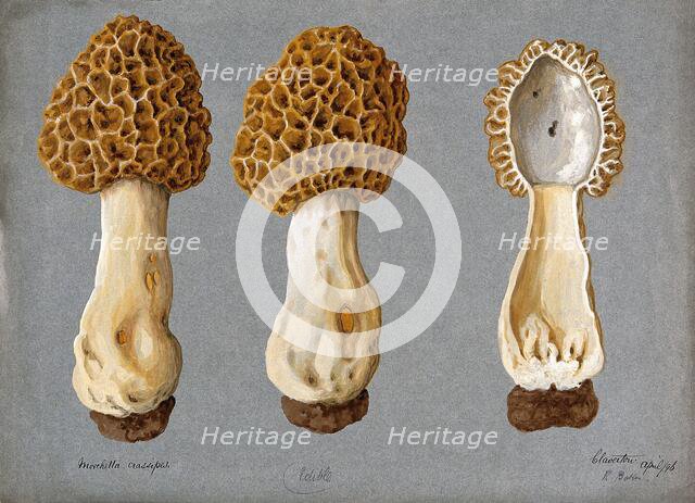 A morel (Morchella species): three fruiting bodies, one sectioned, 1896. Creator: R Baker.
