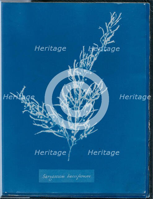 Sargassum bacciferum, 1843 or 1844. Creator: Anna Atkins.