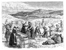 Cape Cod women picking and sorting Cranberries, 1875. Artist: Unknown