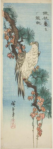 Falcon on ivy-covered pine branch, 1830s. Creator: Ando Hiroshige.