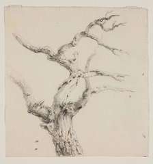Branches of a Tree, c1830s. Creator: Thomas Cole.