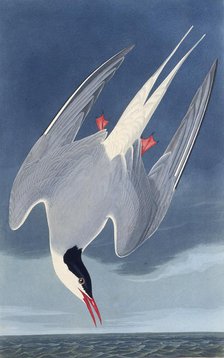 The Arctic tern. From "The Birds of America", 1827-1838. Creator: Audubon, John James (1785-1851).