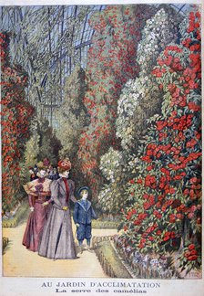 The greenhouse of the camellias, zoological gardens, Paris, 1897. Artist: Henri Meyer