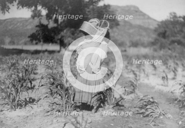 The cornfield, c1906. Creator: Edward Sheriff Curtis.