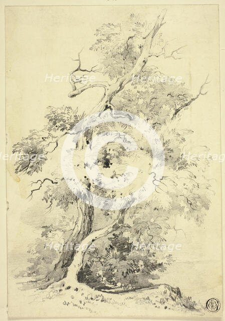 Tree on Bluff Beside Water, n.d. Creator: Joshua Wilson Faulkner.