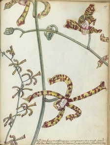 Javanese flower 'Cambang Matjang', 1784. Creator: Jan Brandes.