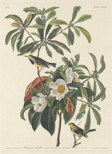 Bachman's Warbler, 1834. Creator: Robert Havell.