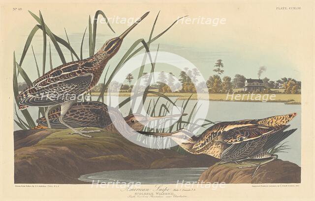 American Snipe, 1835. Creator: Robert Havell.