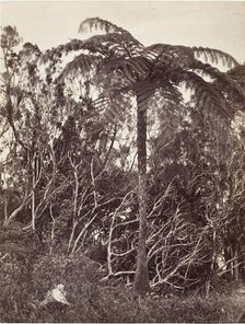 Fougère arborescente, 1863. Creator: Désiré Charnay.