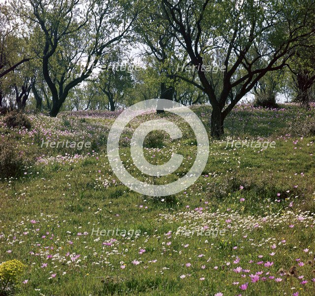 Flowers and olive trees in April in Phocis
