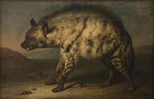 Hyena from the menagerie at Frederiksberg Castle, 1767. Creator: Jens Juel.