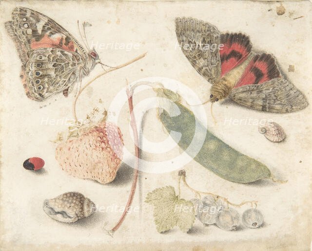 Studies of Fruits, Insects and Shells, late 16th-mid-17th century.