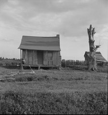 Plantation cabin of sharecropper, Washington County, Mississippi, 1937. Creator: Dorothea Lange.