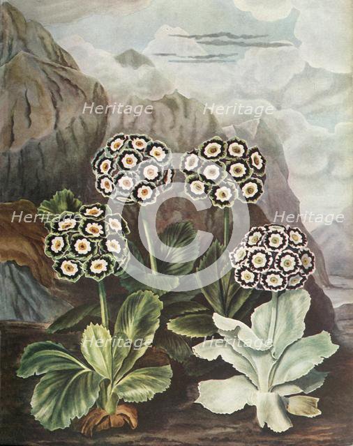 'Auriculas', c1802-1821, (1948).  Creator: Thomas Baxter.