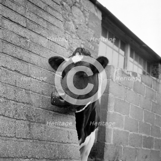 Cow peering around the corner of a brick buttress on a farm on the Isle of Wight, 1960s. Artist: John Gay.