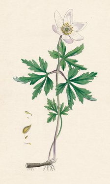 'Anemone nemorosa. Wood anemone', 19th Century. Artist: Unknown.