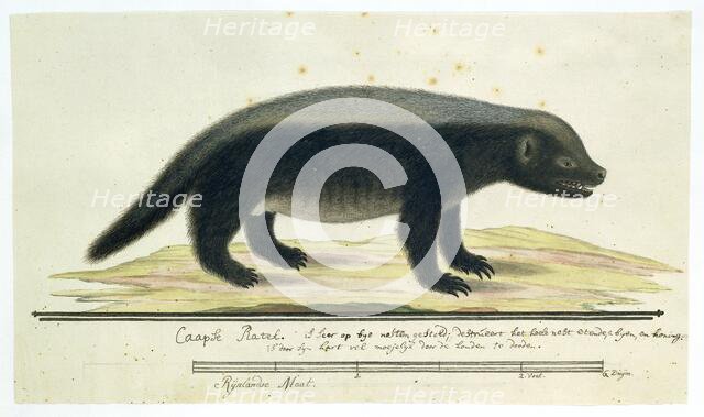 Mellivora capensis (Honey-badger), 1773-1780. Creator: Robert Jacob Gordon.