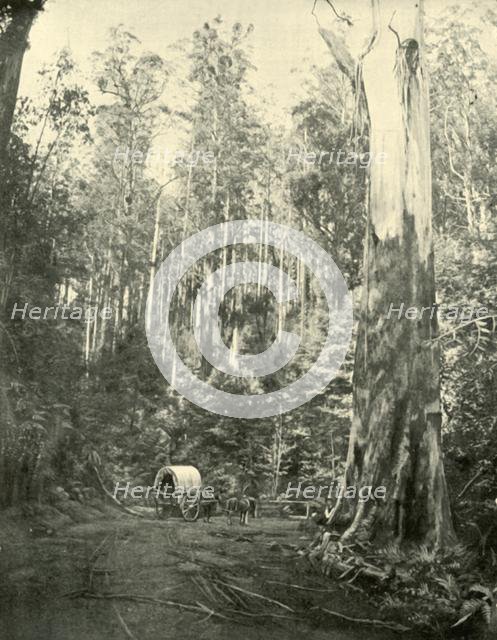 'Uncle Sam', 1901. Creator: Unknown.