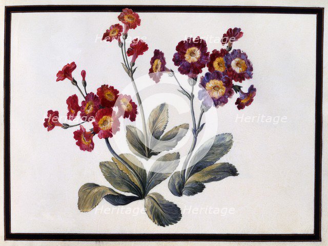 Auricula, c. 1690 (gouache on paper). Creator: Claude Aubriet (1665-1742).