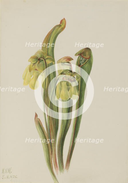 Hooded Pitcherplant (Sarracenia minor), 1925. Creator: Mary Vaux Walcott.