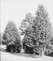 Half through the cedars, Fort William Henry Hotel, Lake George, N.Y., between 1900 and 1905. Creator: Unknown.