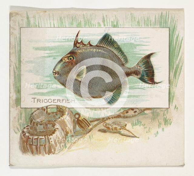Triggerfish, from Fish from American Waters series (N39) for Allen & Ginter Cigarettes, 1889. Creator: Allen & Ginter.