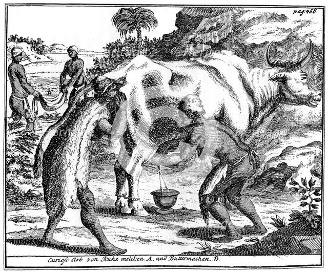 Khoikhois milking cows and making butter, South africa, 18th century (1931). Artist: Unknown