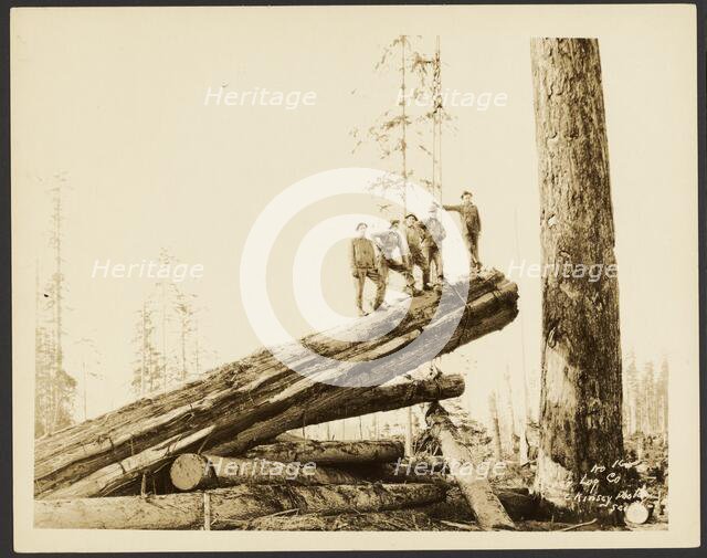 Logging/ Timber Scene, about 1910-1945. Creator: Darius Kinsey.