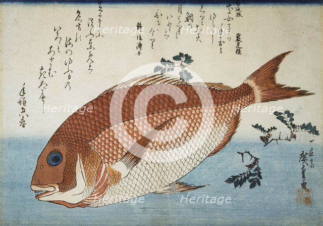 Red Sea Bream, 1832-1834.  Creator: Hiroshige, Utagawa (1797-1858).