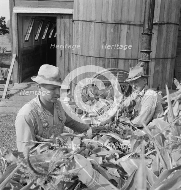 Farmers feeding corn into cooperatively owned..., near W Street at Carlton, Oregon, 1939. Creator: Dorothea Lange.