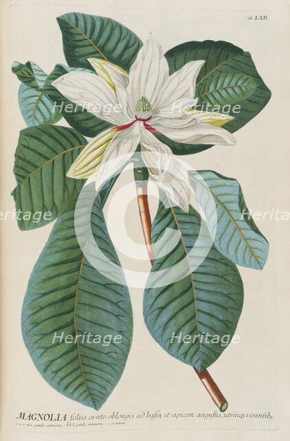 Plantae selectae by Christoph Jakob Trew, 1750-1773. Creator: Trew; Christoph Jakob (1695-1769).