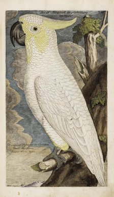 Illustration from "Ornithology - Presentation of the birds" by Johann Leonhard Frisch, 1733. Creator: Frisch, Johann Leonhard (1666-1743).