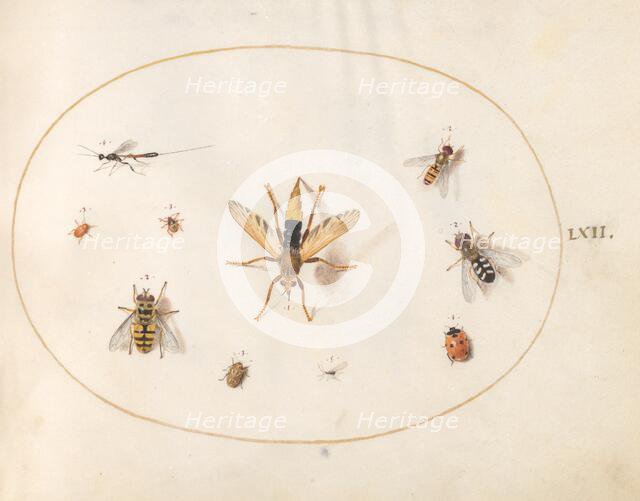 Plate 62: Ten Insects, c. 1575/1580. Creator: Joris Hoefnagel.