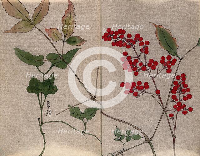 Leafy stem of a green brier (Smilax species) with fruit and leaves of an unidentified shrub. Creator: Unknown.