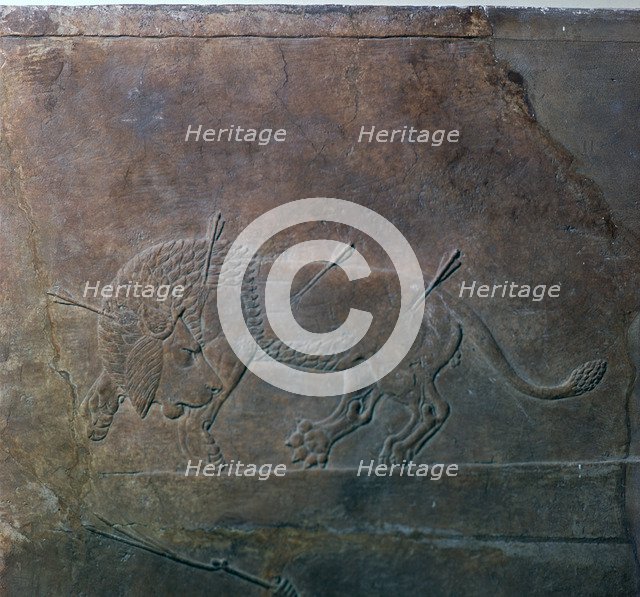 Assyrian relief of a wounded lion from Ashurbanipal, 7th century. Artist: Unknown