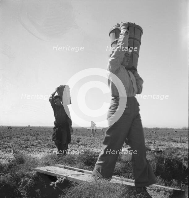 Pickers coming into the weigh master, pea field near Calipatria, California, 1939. Creator: Dorothea Lange.