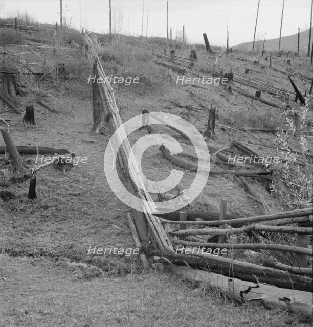 Fencing on new farms in cut-over area, Priest River Valley, Bonner County, Idaho, 1939. Creator: Dorothea Lange.