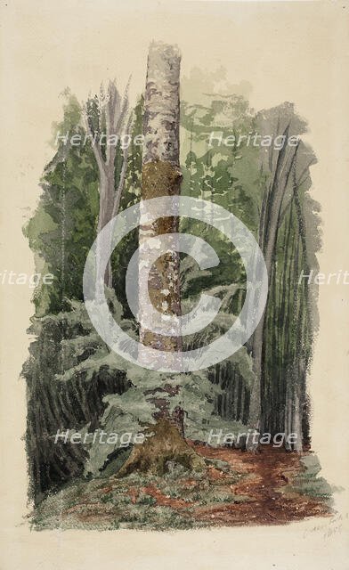 Forest interior, in the middle is the trunk of a hardwood tree, 1856. Creator: Werner Holmberg.