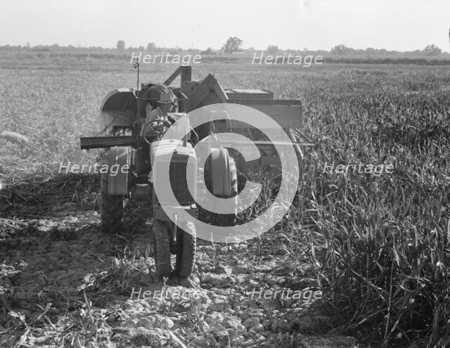 All-crop harvesting, Tulare County, California, 1938. Creator: Dorothea Lange.