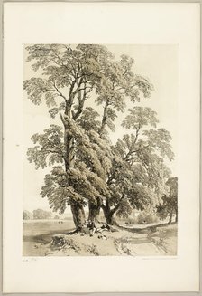 Elm, from The Park and the Forest, 1841. Creator: James Duffield Harding.