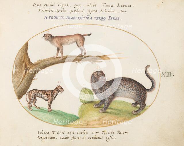 Animalia Qvadrvpedia et Reptilia (Terra): Plate XIII, c. 1575/1580. Creator: Joris Hoefnagel.