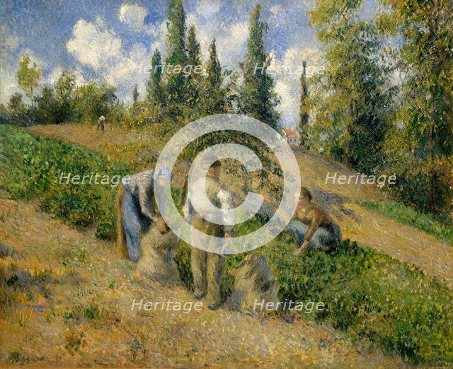 The Harvest, Pontoise (La Récolte, Pontoise), 1881. Creator: Camille Pissarro.
