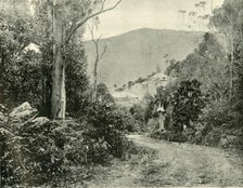 'On the Illawarra Road, N.S.W.', 1901. Creator: Unknown.