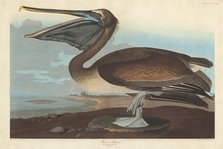 Brown Pelican, 1838. Creator: Robert Havell.