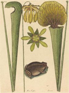 The Land Frog (Rana), published 1731-1743. Creator: Mark Catesby.