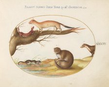 Animalia Qvadrvpedia et Reptilia (Terra): Plate XLV, c. 1575/1580. Creator: Joris Hoefnagel.